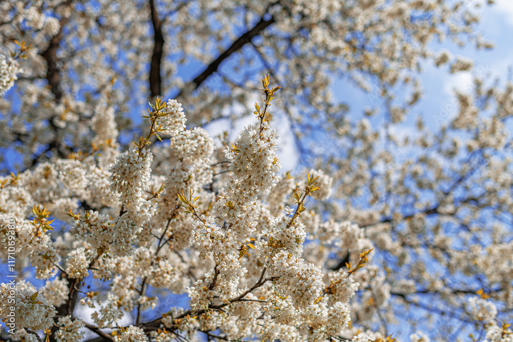 Blooming tree branches against clear blue sky.
