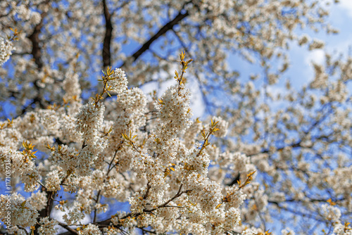 Obraz na płótnie Blooming tree branches against clear blue sky. w salonie