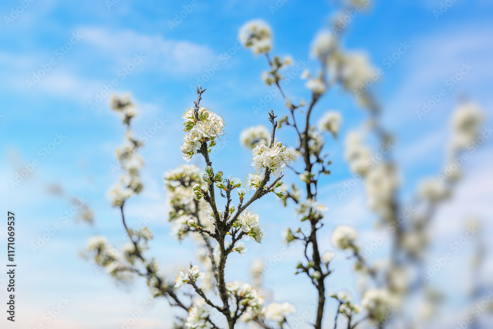 Blooming tree branches against clear blue sky.