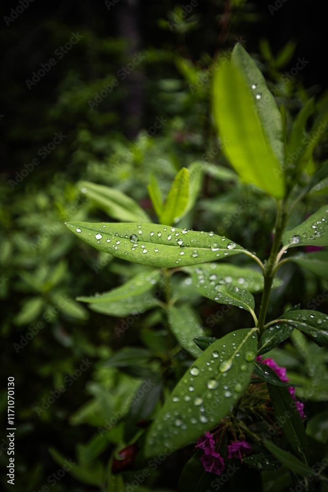 Close-up of green leaves with water droplets set against a blurred natural background. Close-up of green leaves with water droplets set against a blurred natural background.