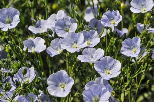 Le lin oléagineux (Linum usitatissimum). Oilseed flax. photo