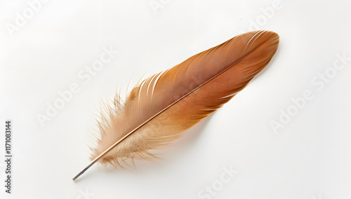 A single brown feather on a white background symboli 1721125556 3 photo