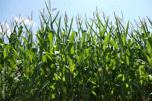 A vibrant image of fresh young corn plants in a lush green field, reaching towards a clear blue sky, symbolizing growth, nature, and a sunny summer day.