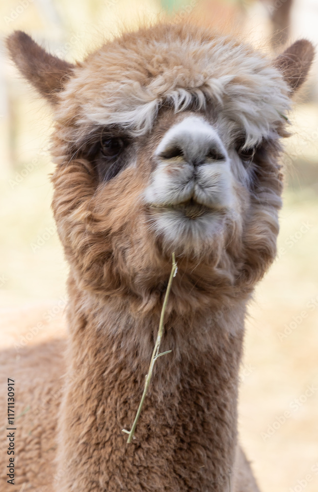 Fototapeta premium A single alpaca closeup portrait 