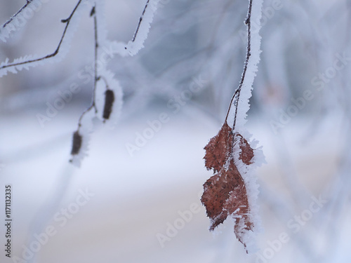 A cold leaf.