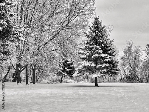A winter landscape in black and white.