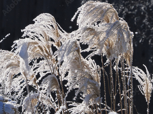 Grasses taken by the cold.