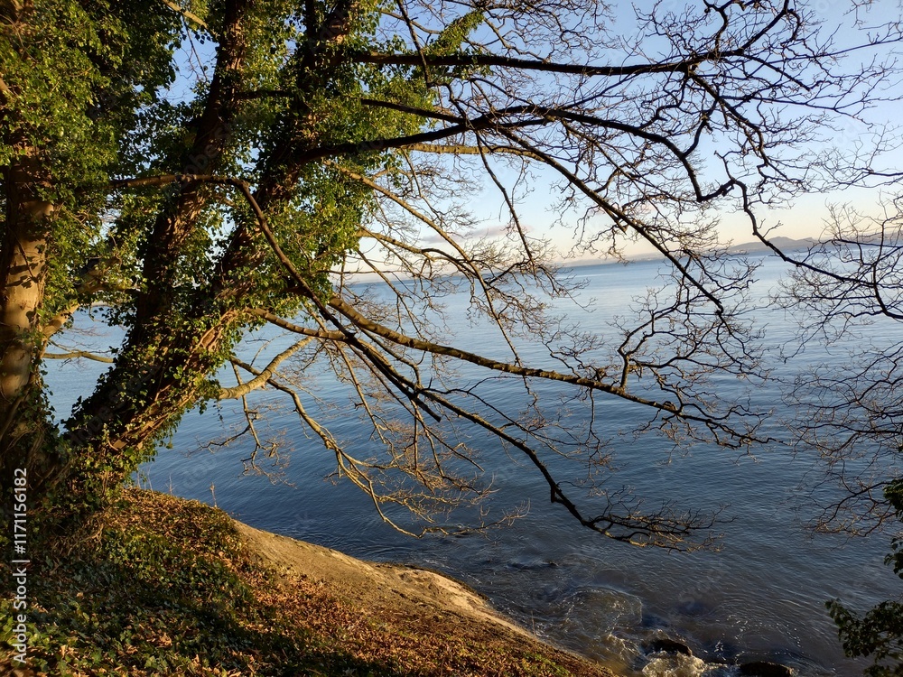 tree on the lake tree on the lake