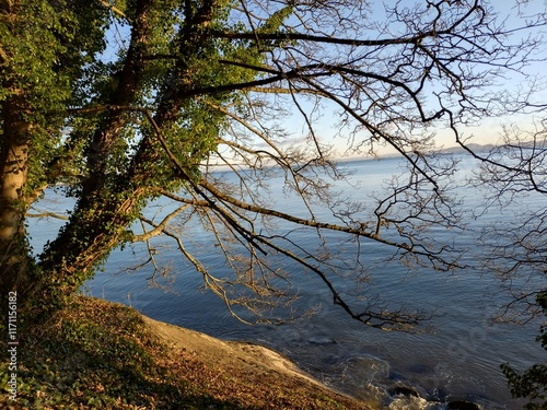 tree on the lake