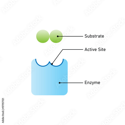 Enzyme Structure Science Design. Vector Illustration. photo