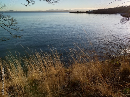 reeds in the water
