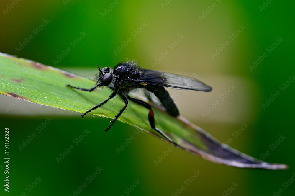Echte Schneidenfliege // Slender-footed Robberfly (Leptarthrus brevirostris)
Echte Schneidenfliege // Slender-footed Robberfly (Leptarthrus brevirostris)