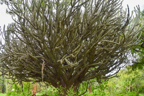 Euphorbia cooperi, candelabra tree.
