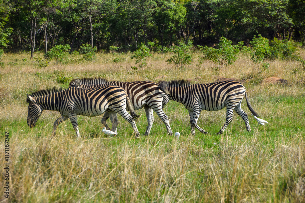 A herd of zebras in a nature reserve in Zimbabwe. A herd of zebras in a nature reserve in Zimbabwe.