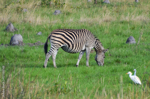 A zebra in a nature reserve in Zimbabwe. 