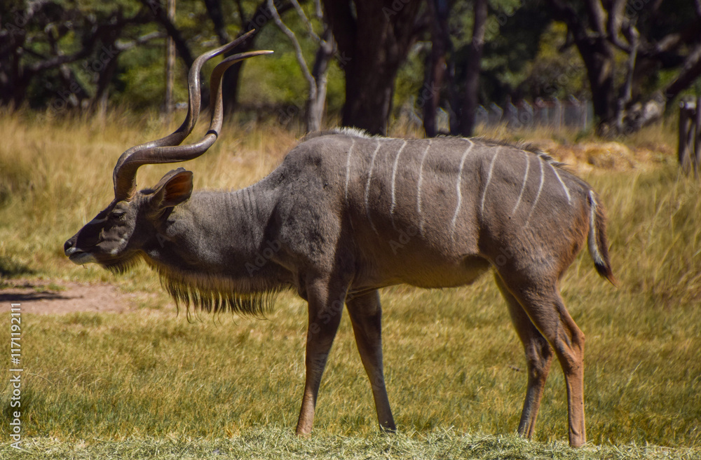 Fototapeta premium A male kudu antelope in a nature reserve in Zimbabwe