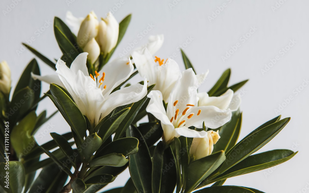 Fototapeta premium Calamondine blooms with rain drops in garden, closeup. Calamondin flowers and fruits in rainy day. Citrus microcarpa, Citrofortunella microcarpa, Citrofortunella mitis tree.