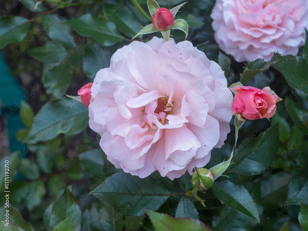 Fototapeta premium roses in the garden closeup