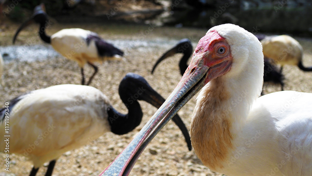 Obraz premium アフリカヘラサギとアフリカクロトキ テーマパーク 