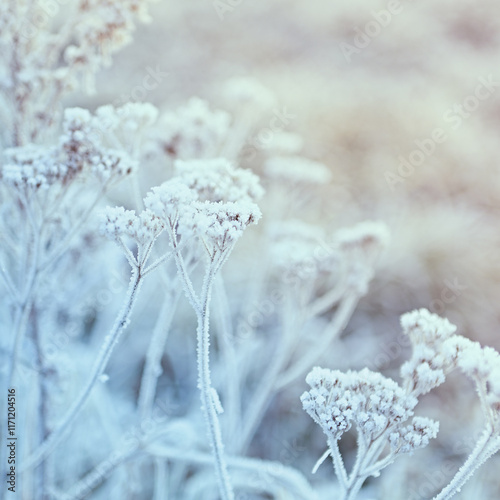 Winter flowers covered with hoarfrost