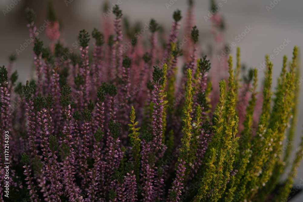 Obraz premium Calluna vulgaris grows in a pot