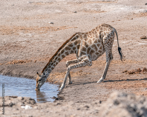 Giraffe Drinking Water from a Small Pond in a Serene Arid Landscape
