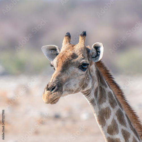 Close-Up View of a Giraffe in Its Natural Habitat in Daylight
