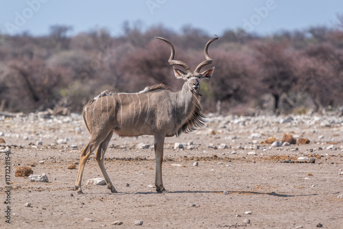 Majestic Kudu Standing in a Dry Savanna Landscape