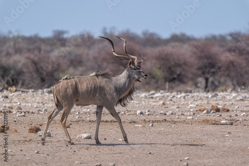 Majestic Kudu Standing in a Dry Savanna Landscape