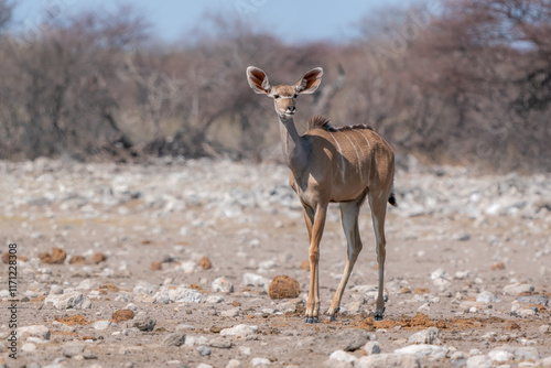Kudu Antelope Standing in a Rocky African Landscape During Daytime
