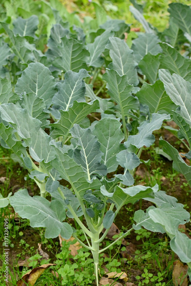 Naklejka premium closeup the bunch ripe green cauliflower plant with soil heap growing in the farm soft focus natural green brown background.