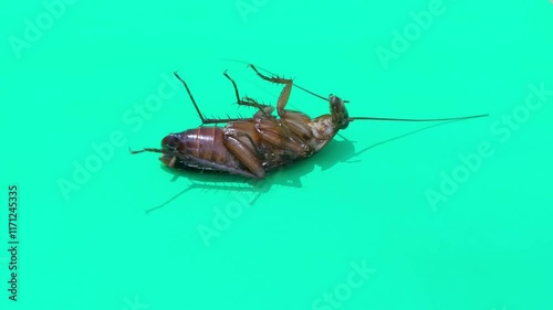 Upside-Down Cockroach on Green Screen Background
