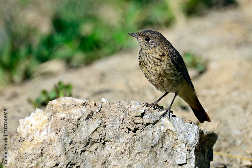Fototapeta premium junger Gartenrotschwanz (Ästling) // juvenile common redstart (Phoenicurus phoenicurus) 