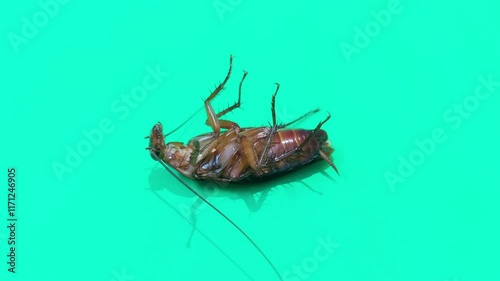 Upside-Down Cockroach on Green Screen Background