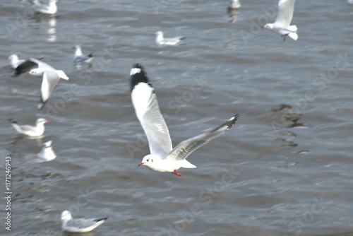 seagull evacuate in winter flying to feeding food on sea at red bridge travel location in Samutsakorn Thailand  photo