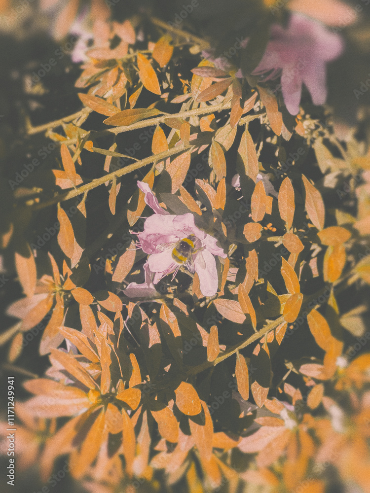 autumn leaves on the wall with bee on a flower autumn leaves on the wall with bee on a flower