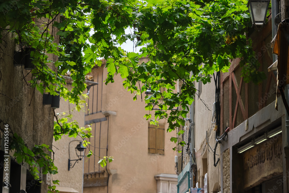 Fototapeta premium A grape vine growing from one side of the street to the other in the French city of Carcassonne in Aude Occitanie Southern France