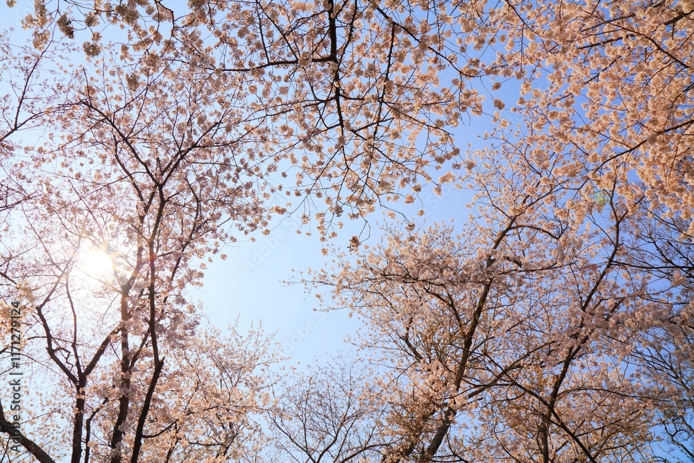 Cherry blossom background in South Korea Cherry blossom background in South Korea