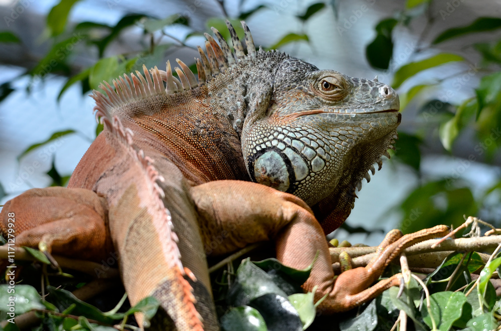 Close-up of green iguana, or common iguana (Iguana iguana), among the vegetation Close-up of green iguana, or common iguana (Iguana iguana), among the vegetation