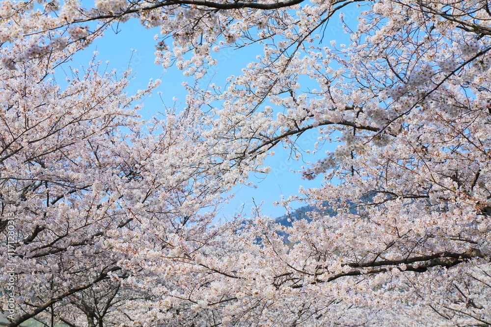 Jinhae cherry blossom background in Korea Jinhae cherry blossom background in Korea