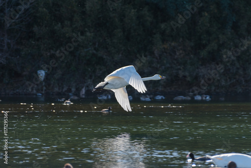 飛んでいる白鳥 埼玉県深谷市 荒川 photo