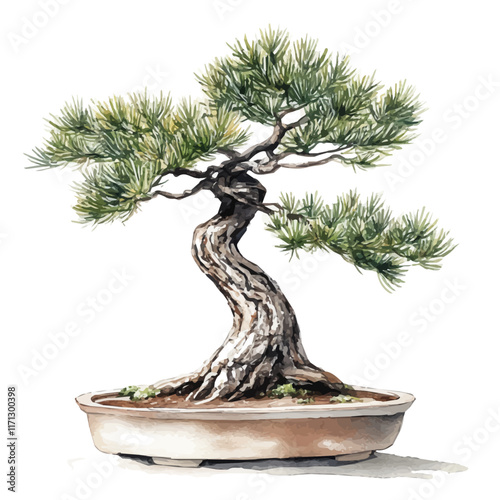 A watercolor vector painting of a Black Pine Bonsai, isolated on a white background. Black Pine Bonsai vector.

