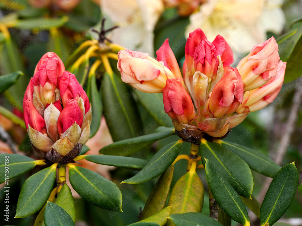 Φωτογραφία Close-up of red buds rhododendron of beige flower in a french garden