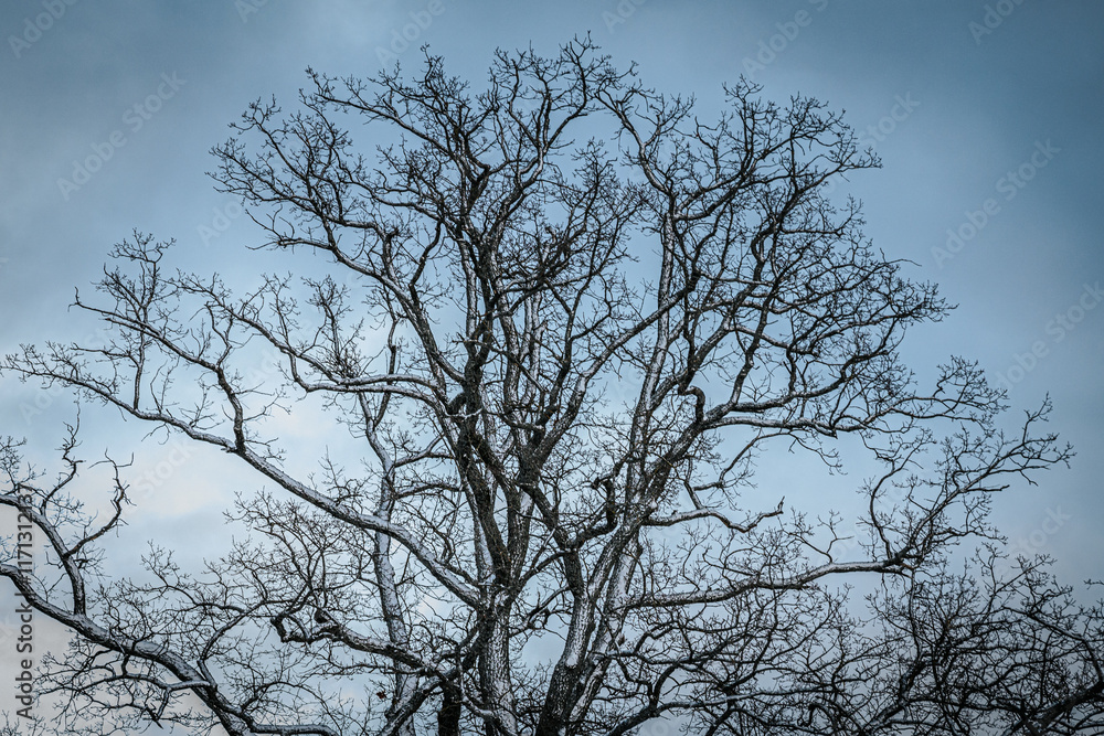 A tree with bare branches dusted with snow stands against a cloudy winter sky. The intricate patterns of the branches create a serene and natural composition. A tree with bare branches dusted with snow stands against a cloudy winter sky. The intricate patterns of the branches create a serene and natural composition.