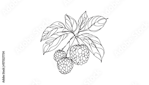 lychee line art
