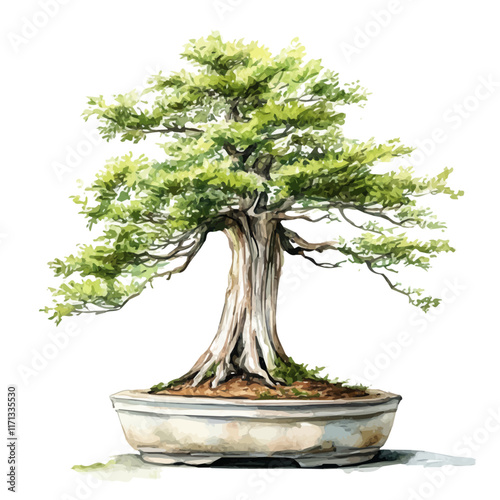 A watercolor vector painting of a Bald Cypress Bonsai, isolated on a white background. Bald Cypress Bonsai vector.

