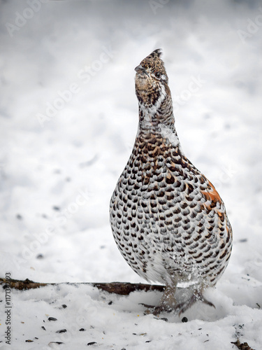 A female hazel grouse perching on the snow in the forest