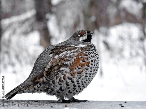 Fotografie A male hazel grouse perching on the bench in the forest