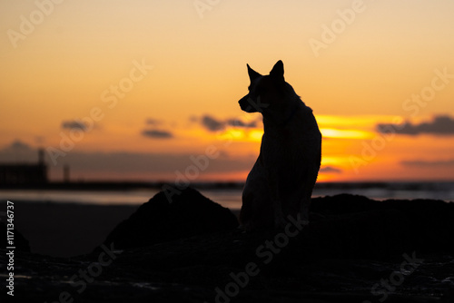 dog at sunset