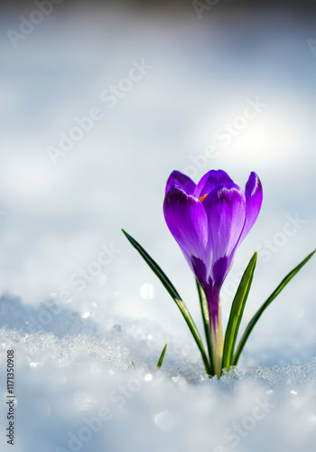 Violet crocus blooms from bright snow, signaling the arrival of spring in a serene landscape photo